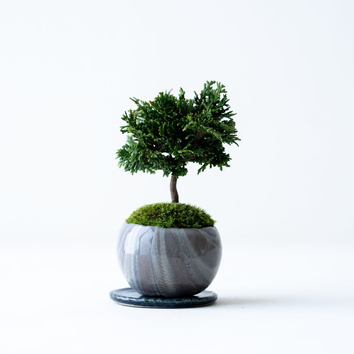 津山ヒノキ｜マーブルのうつわ【受け皿セット】